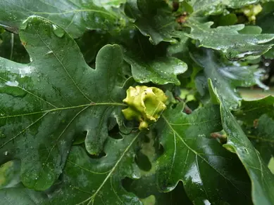 Oak Gall