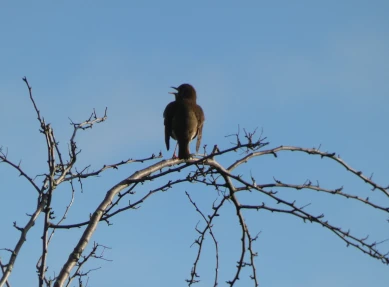 Song Thrush