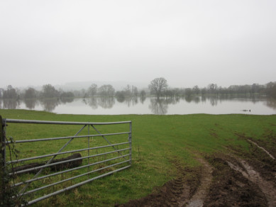 Flooded Fields
