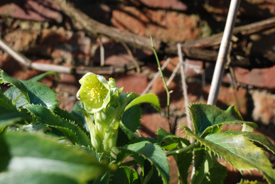 Hellebore