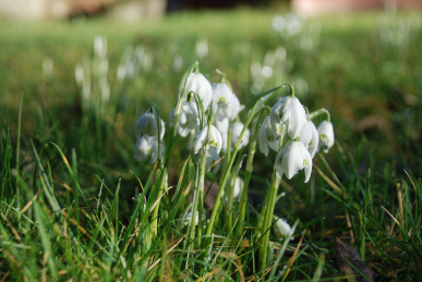 Snowdrops