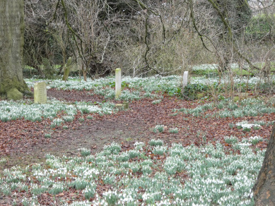 Snowdrops