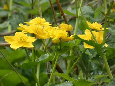 Marsh Marigold