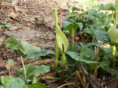 Wild Arum