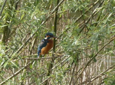 Kingfisher