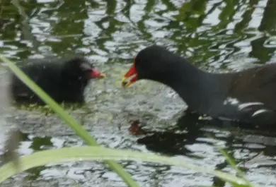 Moorhen and Chick