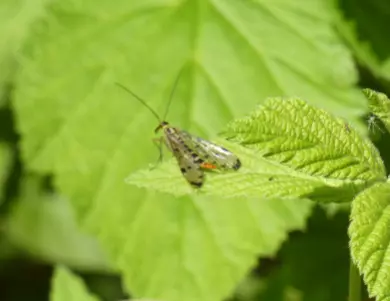 Scorpionfly