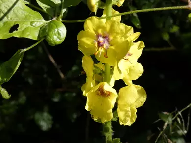 Dark Mullein