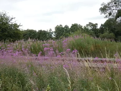 Rosebay Willowherb