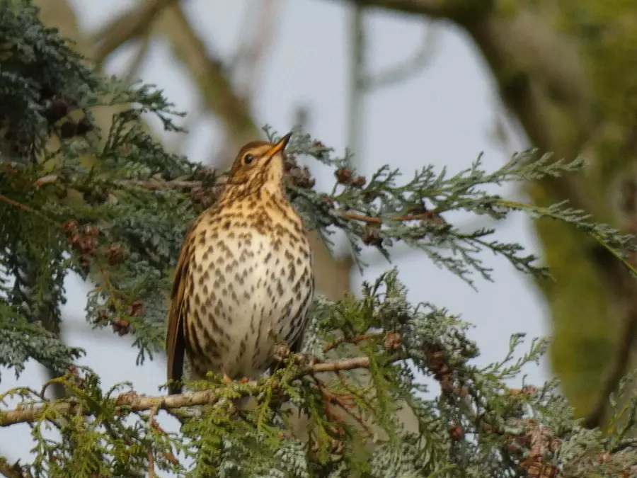 Song Thrush