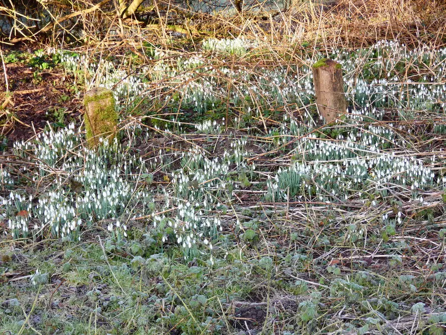 Snowdrops