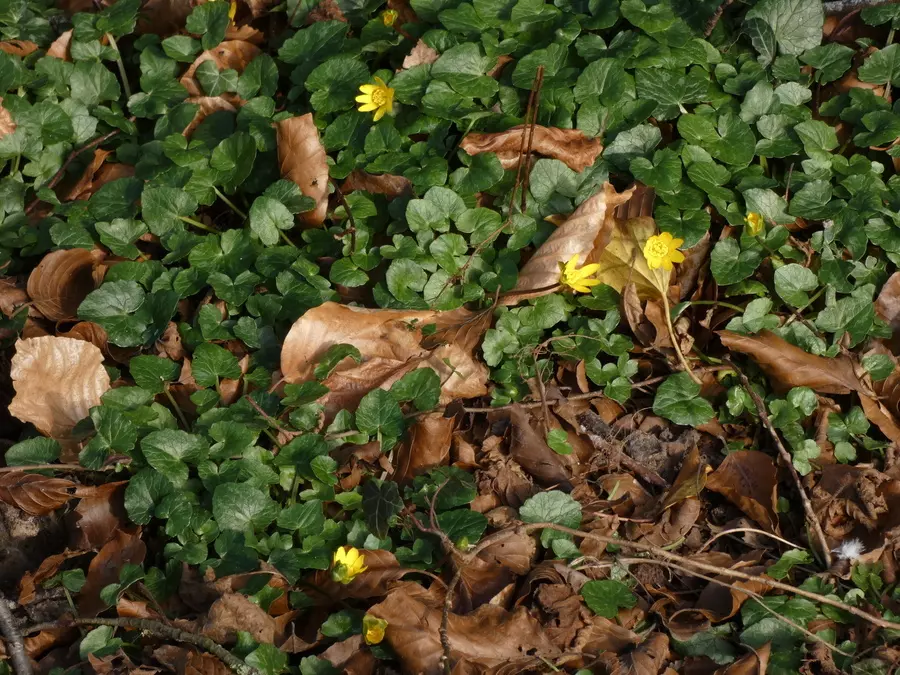 Celandines