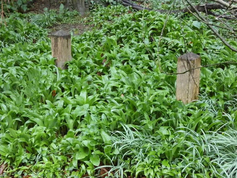 Wild Garlic