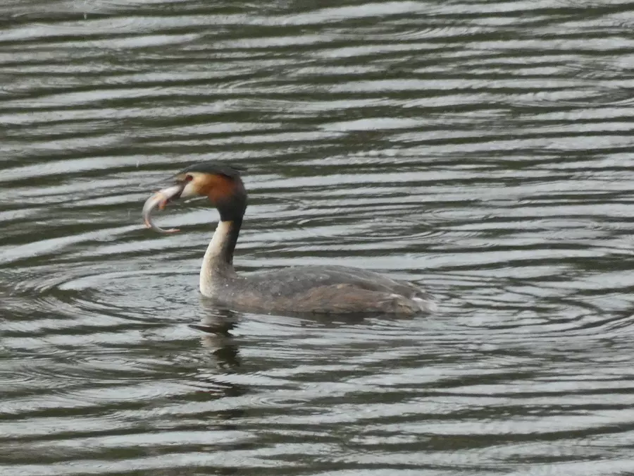 Great Crested Grebe