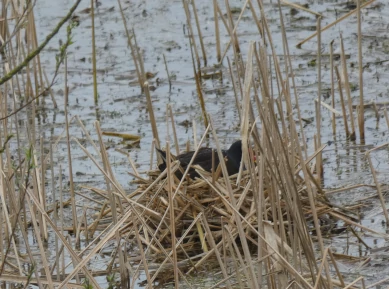 Moorhen Nest