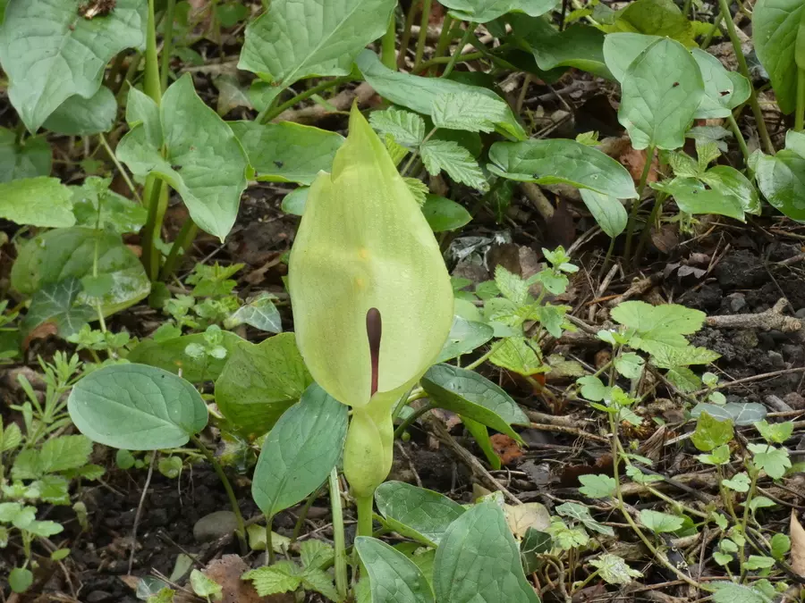 Wild Arum