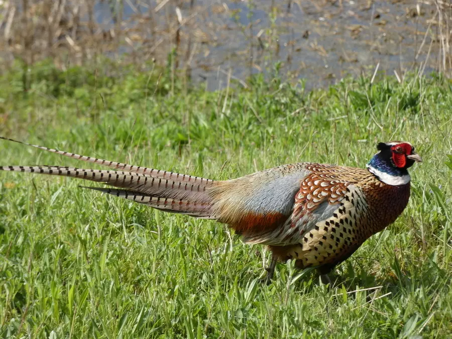 Pheasant