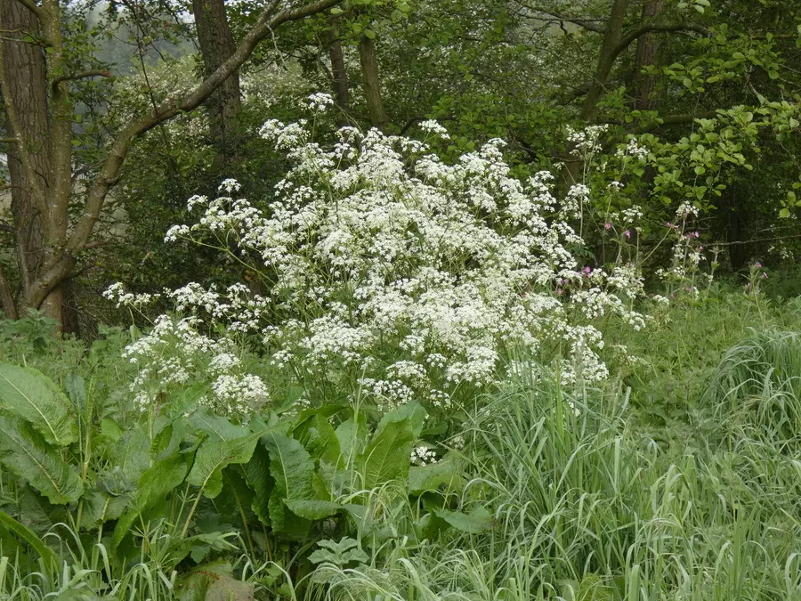 Cow Parsley