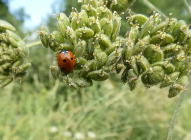 Ladybird