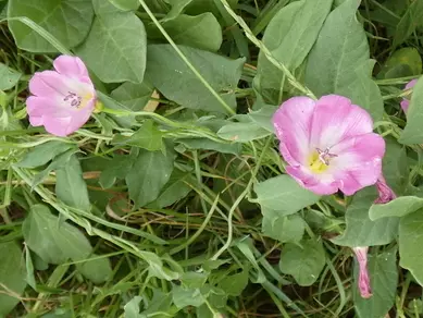 Bindweed