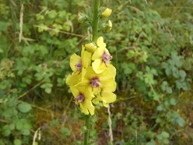 Dark Mullein