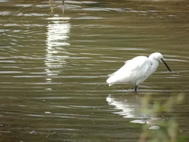 Little Egret