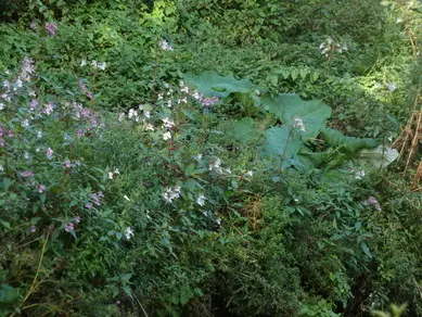 Gunnera