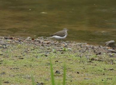 Common Sandpiper