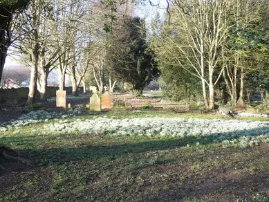 Snowdrops