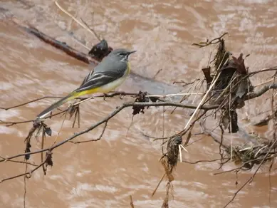 Grey Wagtail