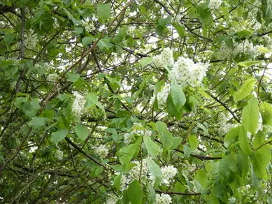 Bird Cherry