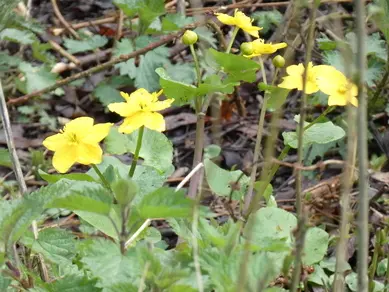 Marsh Marigold