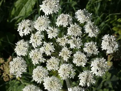 Umbels