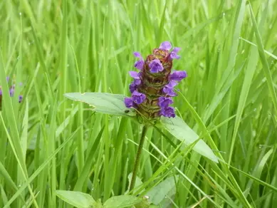 Selfheal