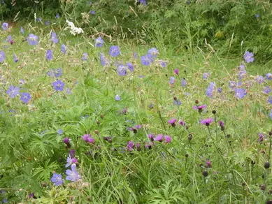 Cranesbills & Knapweed