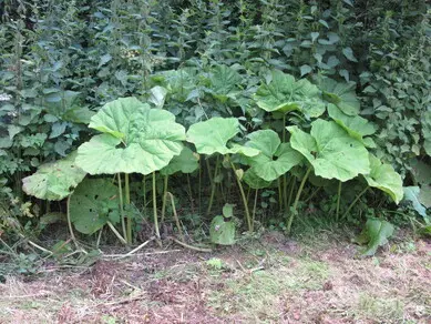 Butterbur