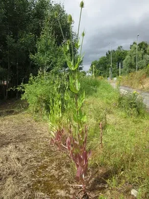 Teasel