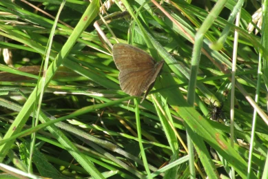 Ringlet and Spider