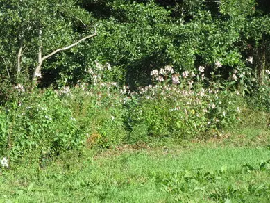 Himalayan Balsam