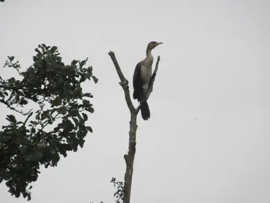 Cormorant