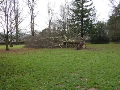 Fallen Tree