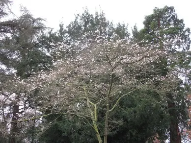 Cherry Blossom