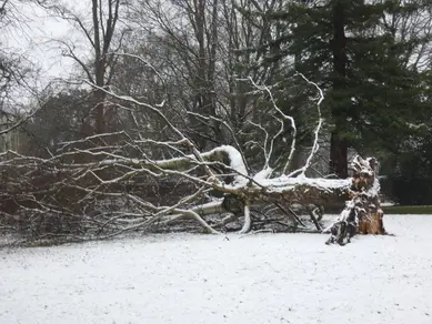 Fallen Birch
