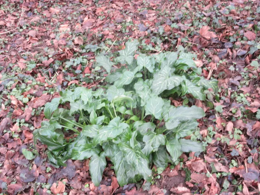 Wild Arum