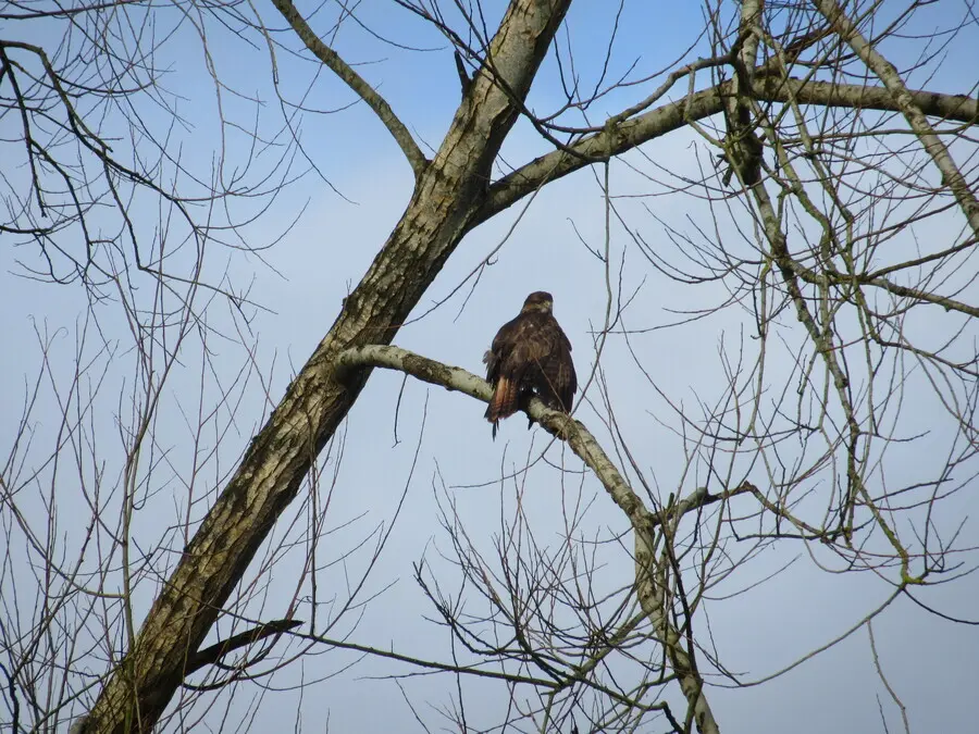 Common Buzzard