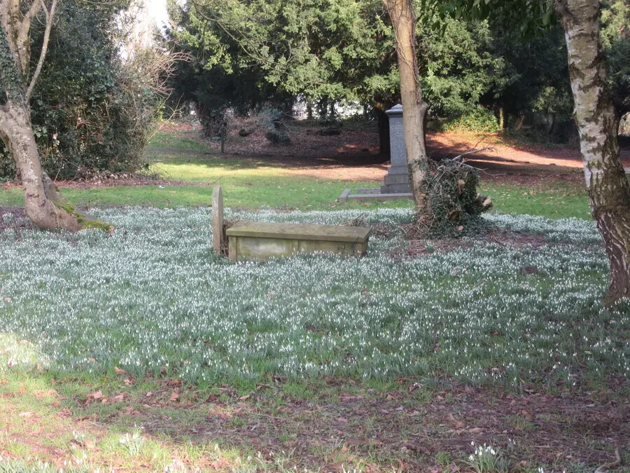 Snowdrops
