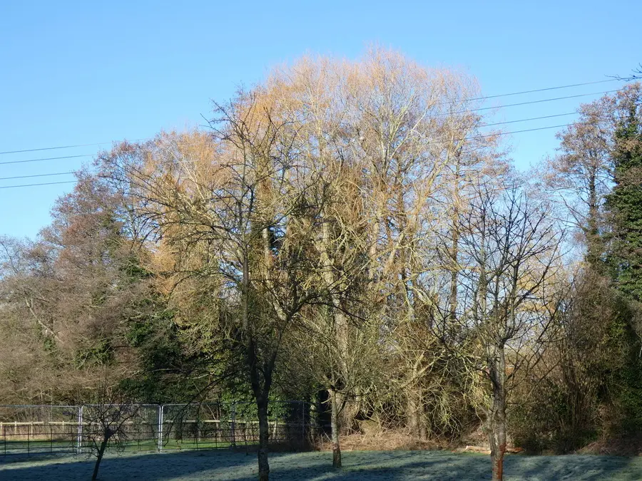 Pinsley Mead