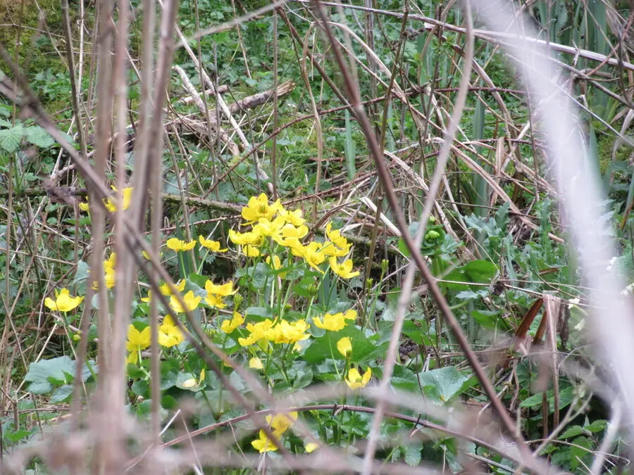Marsh Marigolds