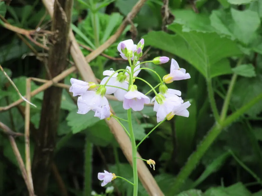Cuckoo Flower