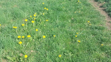 Dandelions